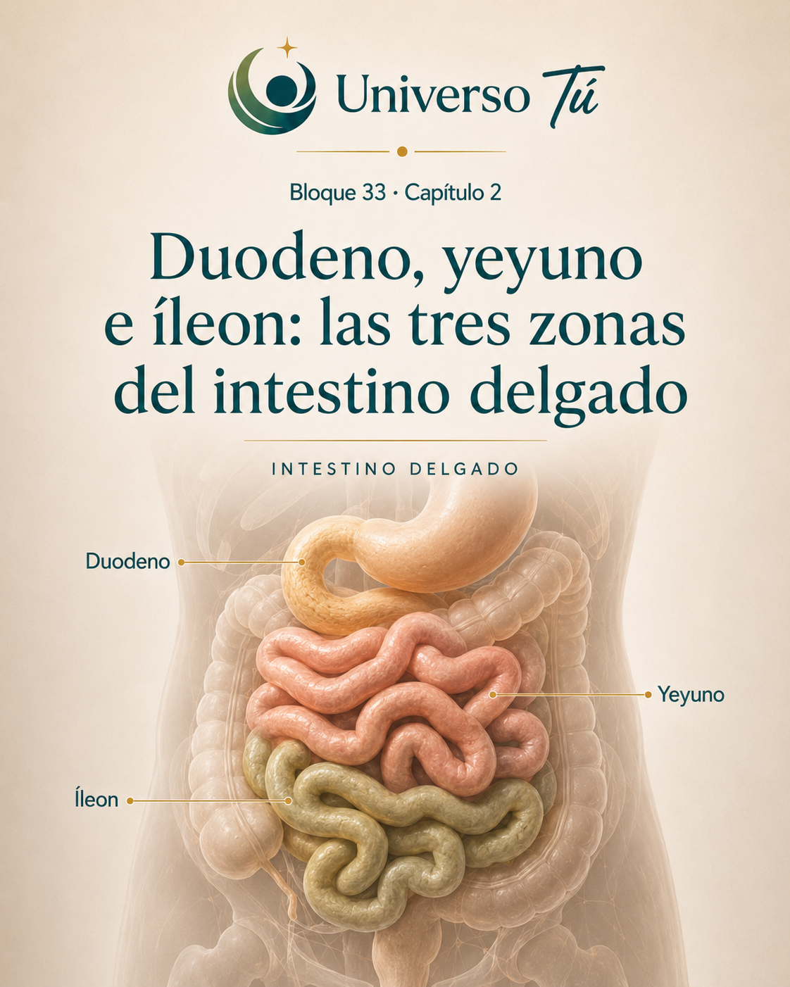 Portada del capítulo 2, Duodeno, yeyuno e íleon: las tres zonas del intestino delgado, del bloque 33 de Universo Tú sobre el intestino delgado