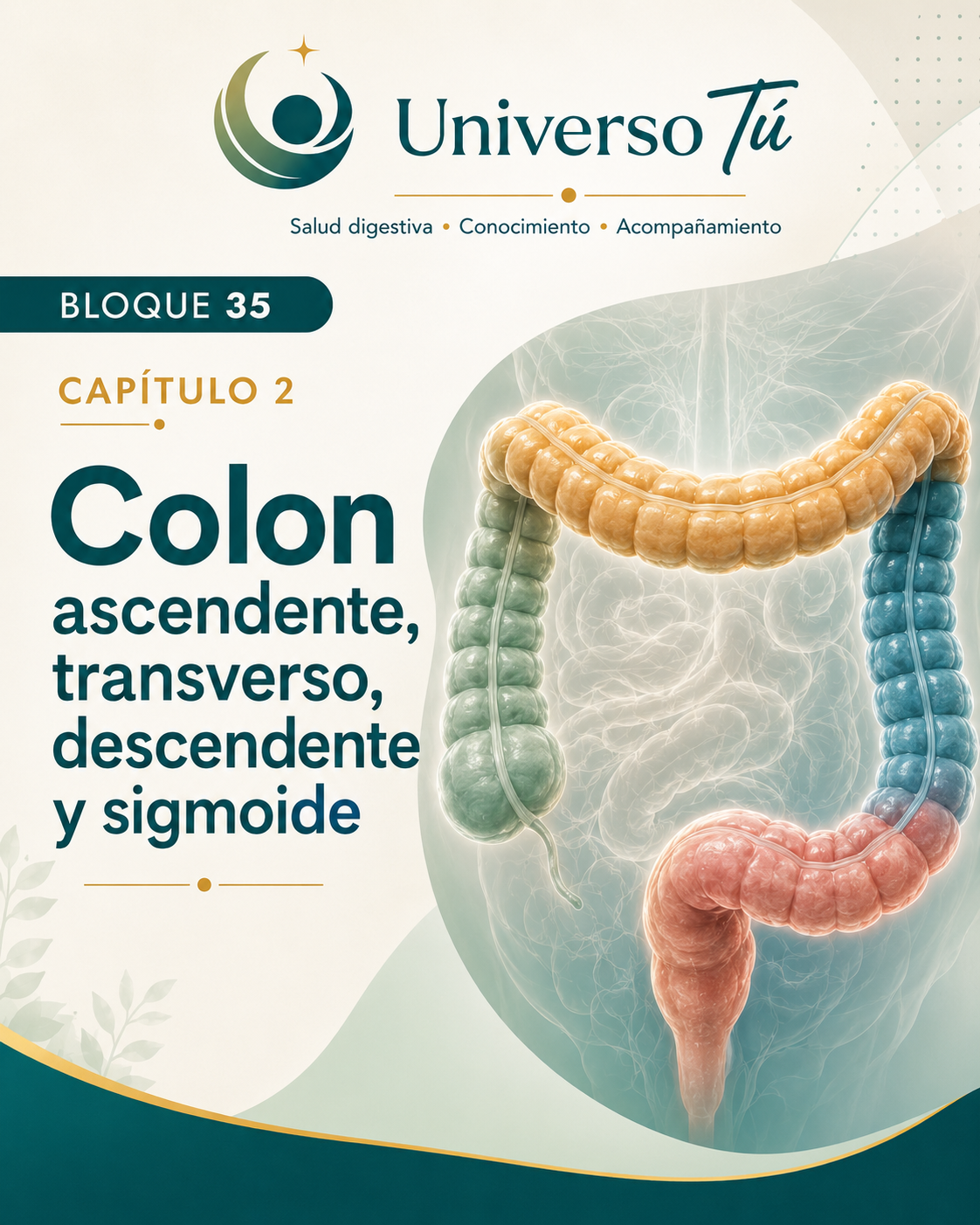 Portada del capítulo 2, Colon ascendente, transverso, descendente y sigmoide, del bloque 35 de Universo Tú sobre el colon