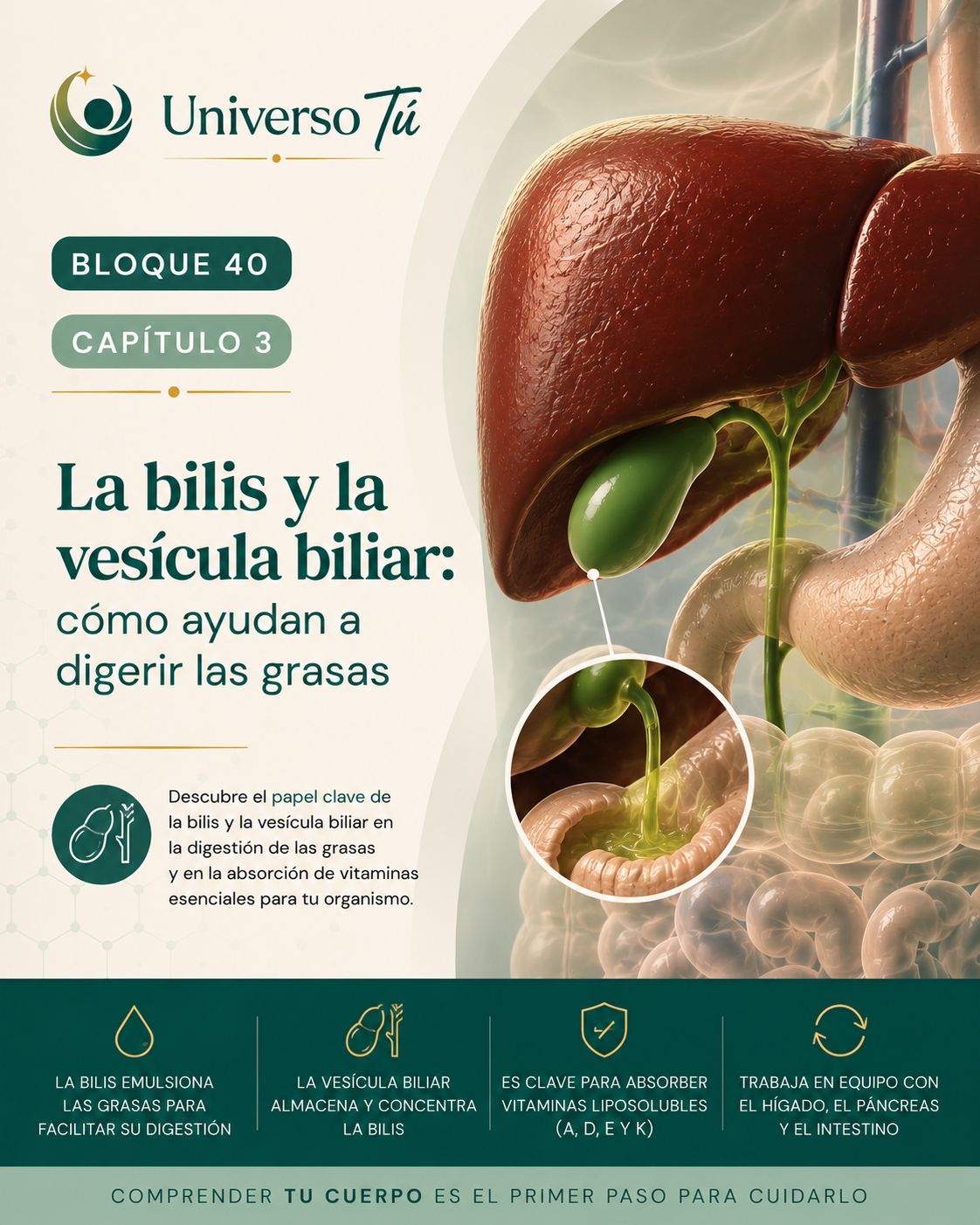 Portada del capítulo 3, La bilis y la vesícula biliar: cómo ayudan a digerir las grasas, del bloque 40 de Universo Tú sobre hígado, vesícula y páncreas