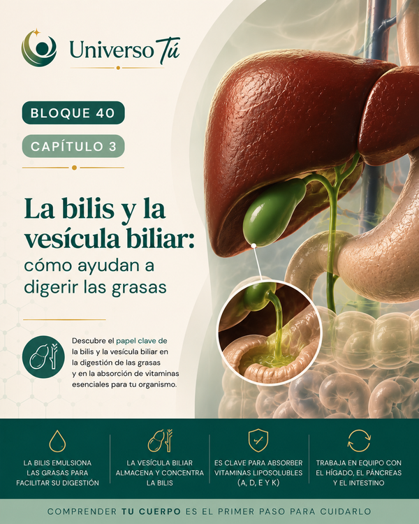 La bilis y la vesícula biliar: cómo ayudan a digerir las grasas